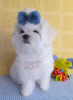 Photo №1. maltese dog - for sale in the city of Kiev | 1300$ | Announcement № 68748