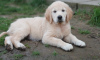 Photo №2 to announcement № 11396 for the sale of  - buy in Ukraine breeder
