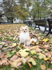 Photo №3. Pomeranian puppy. Czech Republic