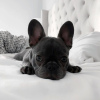 Photo №1. french bulldog - for sale in the city of Košice | negotiated | Announcement № 85071