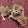 Photo №1. abyssinian cat - for sale in the city of Khimki | 270$ | Announcement № 13232