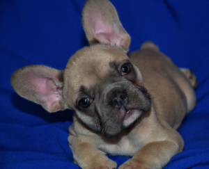 Photo №4. I will sell french bulldog in the city of Москва. from nursery - price - 348$