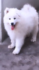 Photo №2 to announcement № 41991 for the sale of samoyed dog - buy in Romania breeder