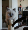 Photo №2 to announcement № 124083 for the sale of thai cat - buy in Finland private announcement