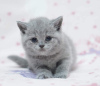 Photo №1. british shorthair - for sale in the city of Washington | 250$ | Announcement № 50789