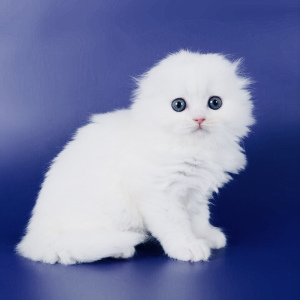 Photo №2 to announcement № 3032 for the sale of scottish fold - buy in Russian Federation private announcement