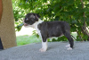 Photo №1. boston terrier - for sale in the city of Belgrade | negotiated | Announcement № 69212