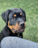 Photo №1. rottweiler - for sale in the city of Братислава | 475$ | Announcement № 118170