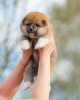 Photo №2 to announcement № 19600 for the sale of akita - buy in Belarus from nursery, breeder