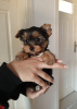 Additional photos: We offer Yorkshire Terrier puppies