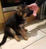 Photo №2 to announcement № 56464 for the sale of german shepherd - buy in Finland private announcement