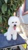 Photo №2 to announcement № 48021 for the sale of bichon frise - buy in Montenegro from nursery, breeder