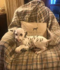 Photo №1. dalmatian dog - for sale in the city of Kiev | 400$ | Announcement № 18215