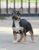 Additional photos: Mini Bull Terrier puppies