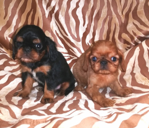 Photo №2 to announcement № 1549 for the sale of cavalier king charles spaniel - buy in Russian Federation private announcement