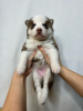 Photo №4. I will sell pomeranian, siberian husky in the city of Lyon. private announcement, from nursery - price - 1268$