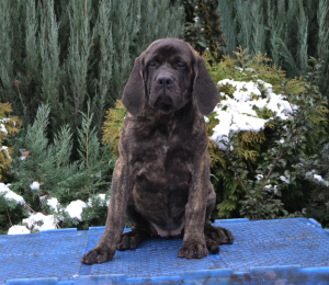 Photo №2 to announcement № 4205 for the sale of english mastiff - buy in Ukraine from nursery