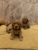 Photo №2 to announcement № 99662 for the sale of american cocker spaniel - buy in Germany private announcement, from nursery