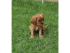 Photo №1. cavalier king charles spaniel - for sale in the city of Regensburg | 475$ | Announcement № 41662