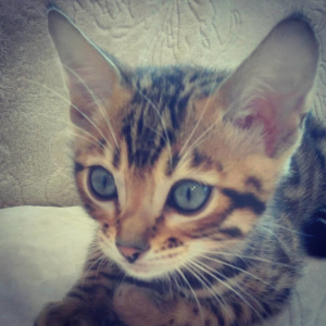 Photo №2 to announcement № 1092 for the sale of bengal cat - buy in Belarus from nursery