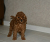 Photo №2 to announcement № 13650 for the sale of poodle (dwarf) - buy in Belarus breeder