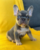 Photo №2 to announcement № 42044 for the sale of french bulldog - buy in Germany private announcement