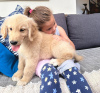 Photo №2 to announcement № 104089 for the sale of golden retriever - buy in Germany private announcement