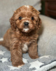 Photo №2 to announcement № 127630 for the sale of cavalier king charles spaniel - buy in Germany 