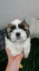 Additional photos: Purebred Shih Tzu puppies.