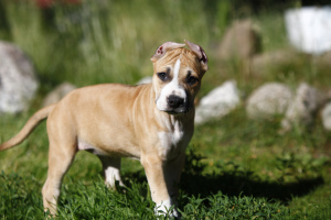 Photo №4. I will sell american pit bull terrier in the city of St. Petersburg. from nursery, breeder - price - 481$