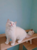 Photo №2 to announcement № 29107 for the sale of ragdoll - buy in Poland breeder
