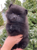 Additional photos: Black Spitz puppy