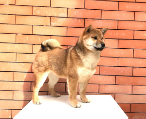 Photo №1. shiba inu - for sale in the city of Rostov-on-Don | negotiated | Announcement № 5675