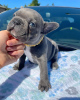 Photo №2 to announcement № 51138 for the sale of french bulldog - buy in Germany private announcement