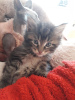 Photo №1. maine coon - for sale in the city of Тилбург | 317$ | Announcement № 109182