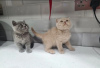 Photo №1. british shorthair - for sale in the city of Ангарск | negotiated | Announcement № 35421
