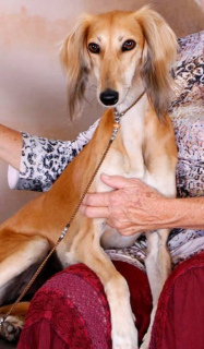 Photo №4. I will sell saluki in the city of Eyes. breeder - price - 1$