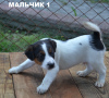 Photo №4. I will sell parson russell terrier in the city of Ровно. breeder - price - 275$