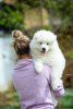 Additional photos: Samoyed, two male puppies