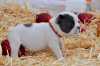 Photo №3. AKC French Bulldog Puppy Female Brindle in United States