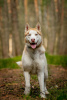 Additional photos: Handsome husky Hart is in good hands