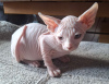 Photo №4. I will sell sphynx cat in the city of Дармштадт. private announcement - price - negotiated