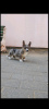 Photo №2 to announcement № 65259 for the sale of welsh corgi - buy in Greece from nursery