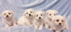 Photo №2 to announcement № 81806 for the sale of maltese dog - buy in Germany private announcement