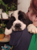 Photo №1. st. bernard - for sale in the city of Крупки | 254$ | Announcement № 15338