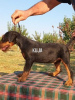 Photo №2 to announcement № 114401 for the sale of jagdterrier - buy in Serbia breeder