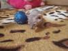 Photo №2 to announcement № 30232 for the sale of sphynx-katze - buy in Ukraine private announcement