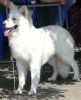 Photo №4. I will sell berger blanc suisse in the city of Krasnodar. private announcement - price - 396$