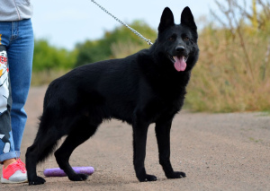 Additional photos: female, German shepherd from 11/19, black with FCI documents