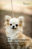 Photo №4. I will sell chihuahua in the city of Samara. from nursery - price - 793$